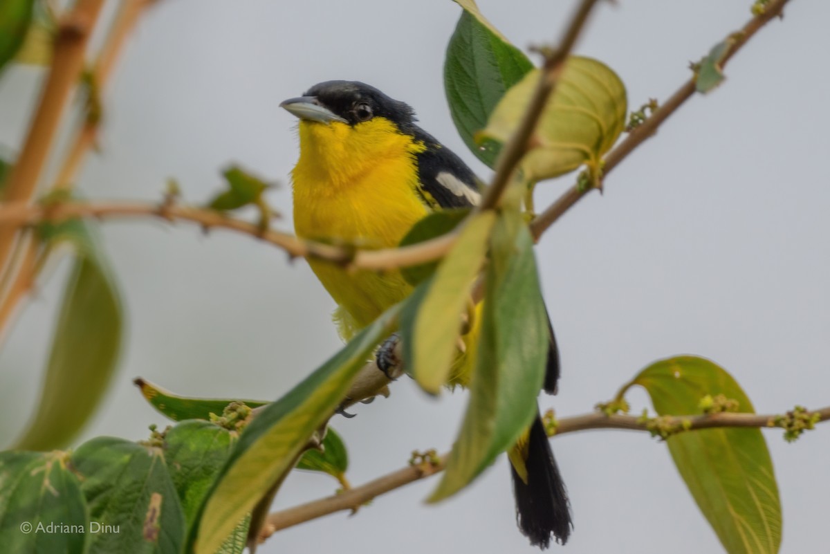 Common Iora - ML628644595