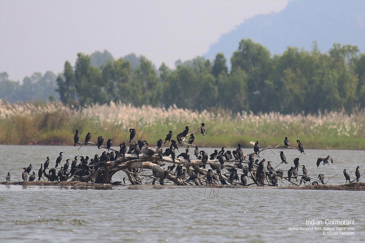 Indian Cormorant - ML628644669