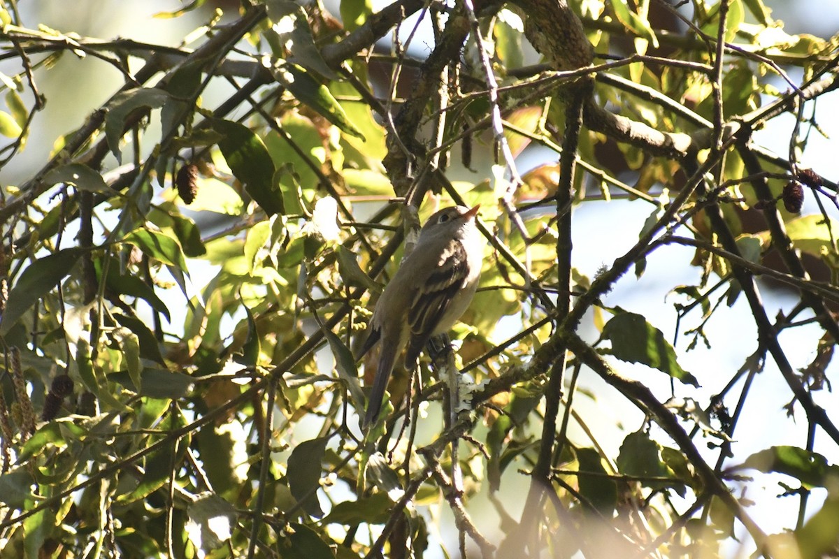 Hammond's Flycatcher - ML628644686