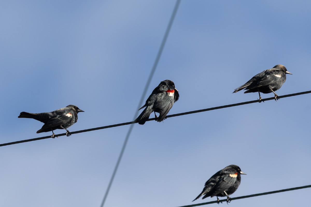 Tricolored Blackbird - ML628644690