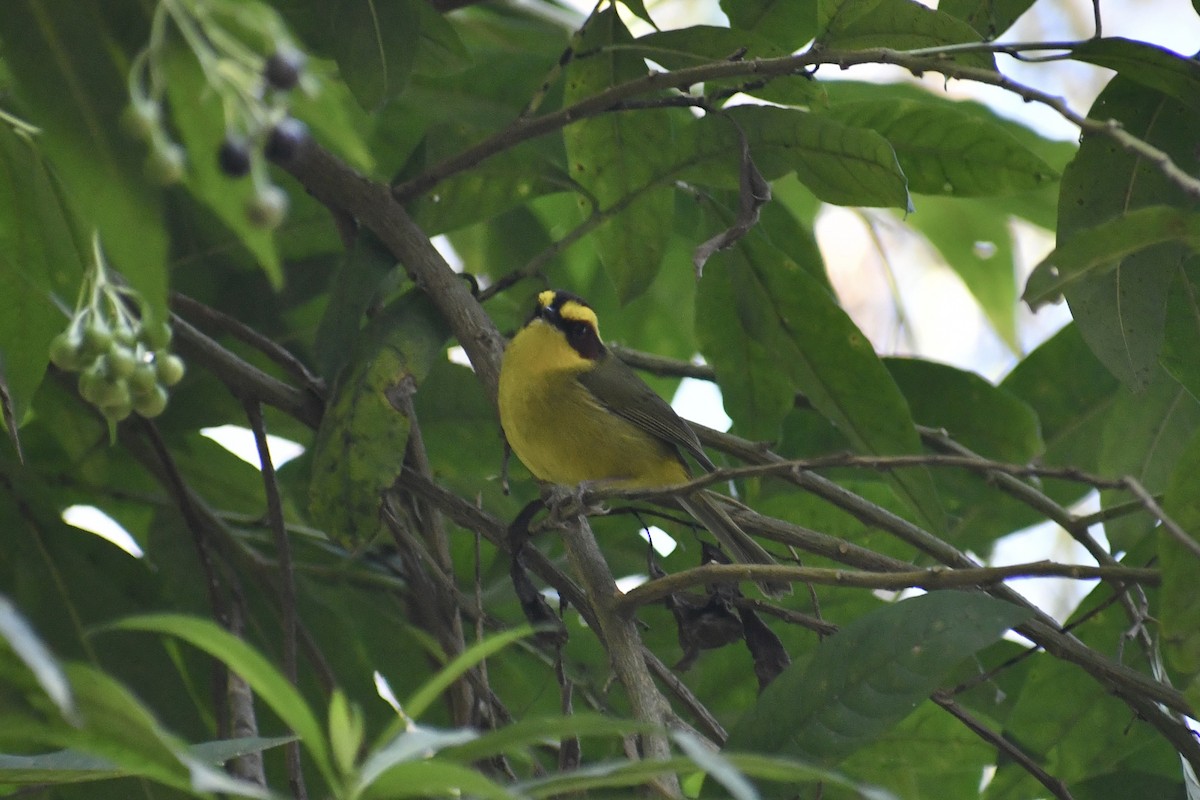 Golden-browed Warbler - ML628644705