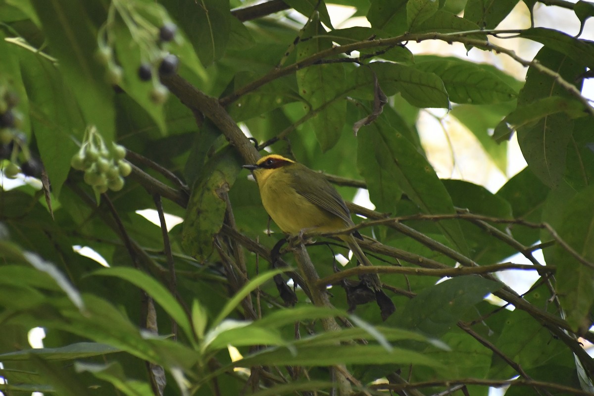 Golden-browed Warbler - ML628644706