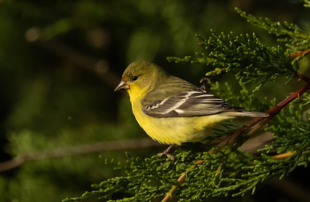 Lesser Goldfinch - ML628644713