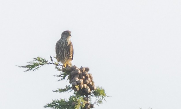 Merlin - ML628644733