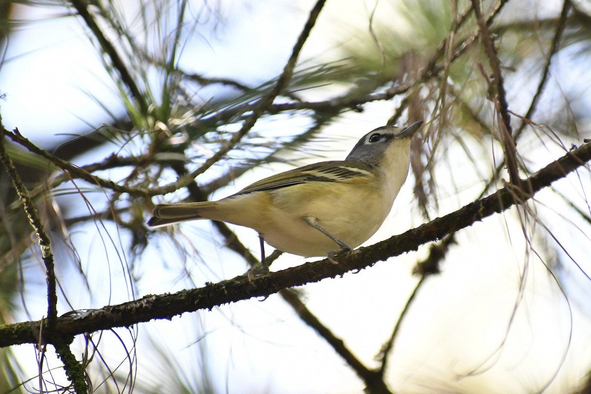 Blue-headed Vireo - ML628644748