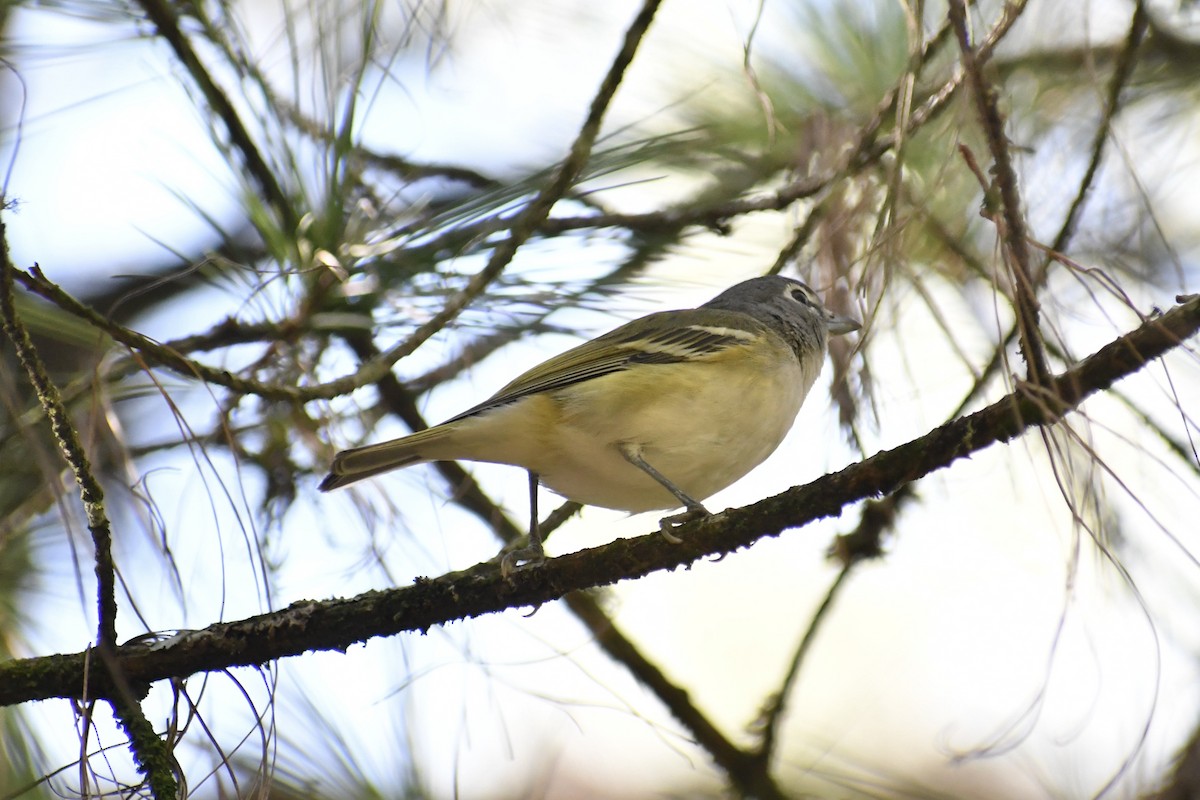 Blue-headed Vireo - ML628644749