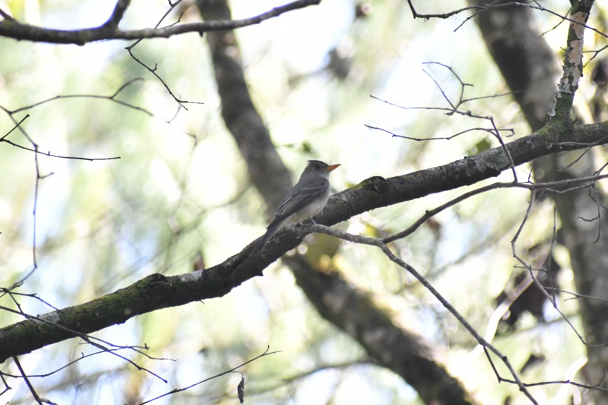 Greater Pewee - ML628644765