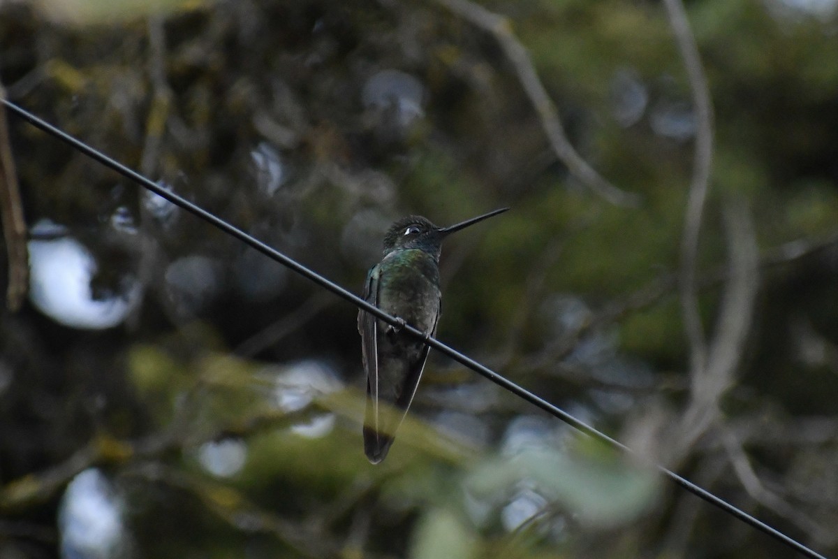 Rivoli's Hummingbird - ML628644790