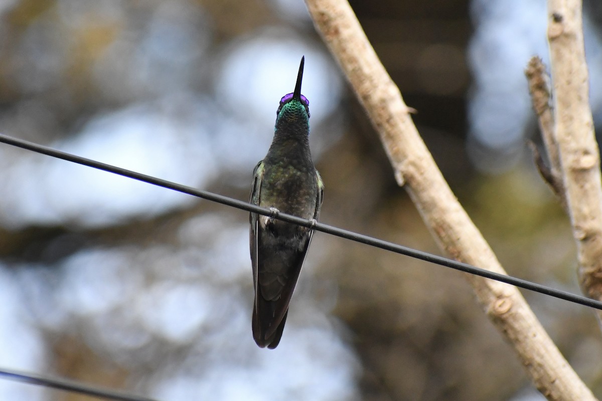 Rivoli's Hummingbird - ML628644813
