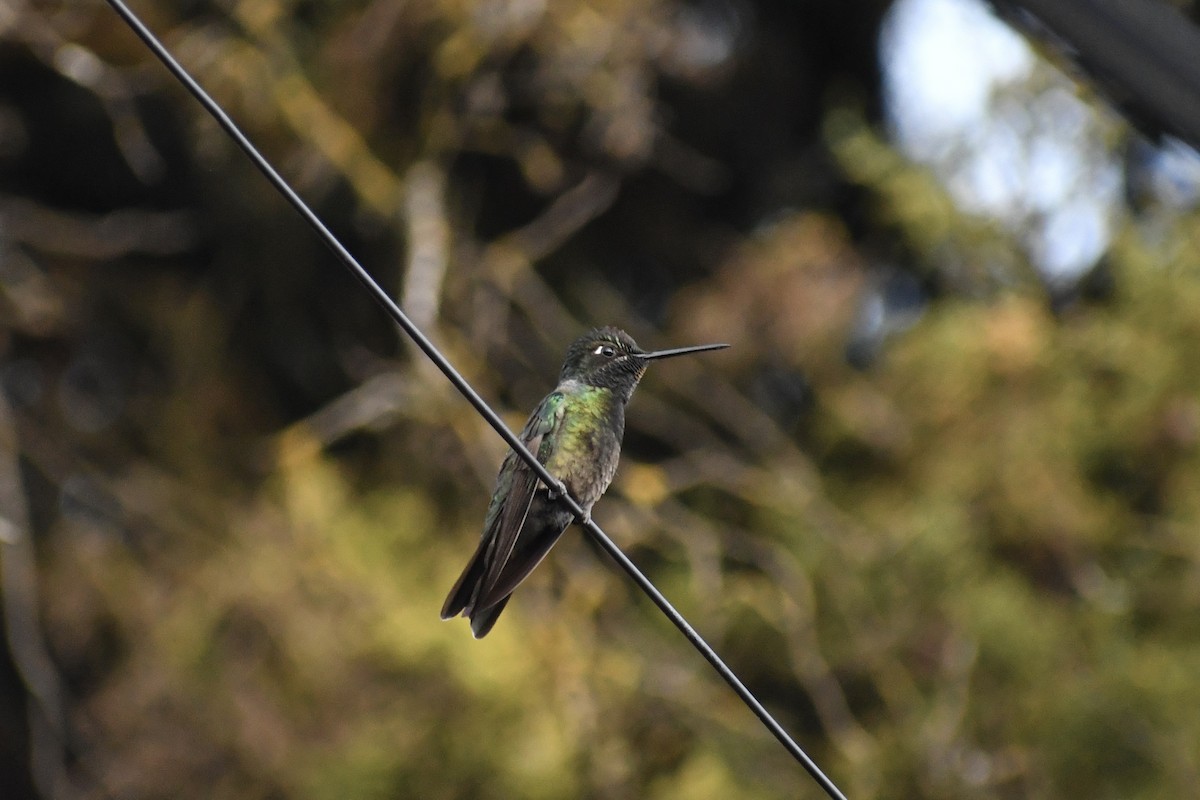 Rivoli's Hummingbird - ML628644814