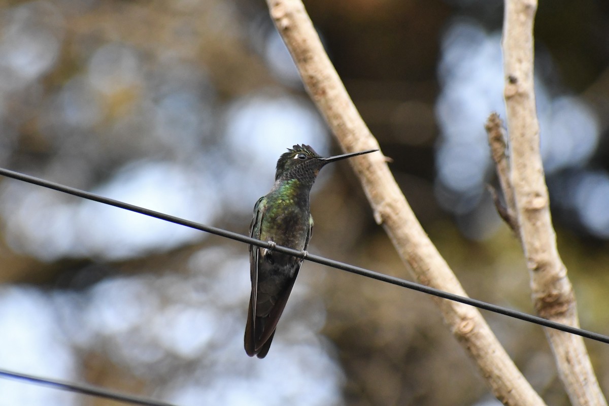 Rivoli's Hummingbird - ML628644815