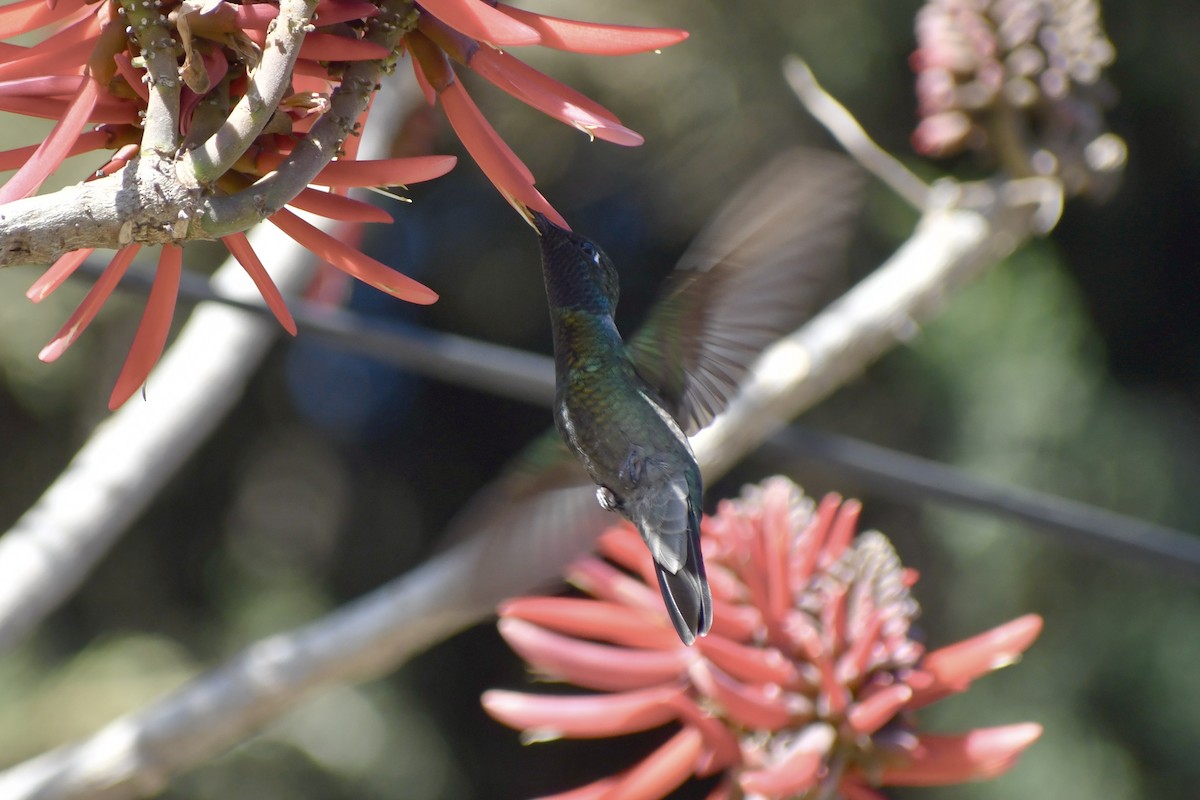 Rivoli's Hummingbird - ML628644826
