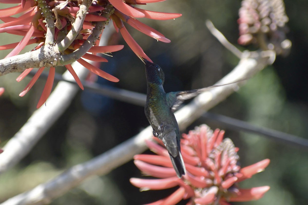 Rivoli's Hummingbird - ML628644827
