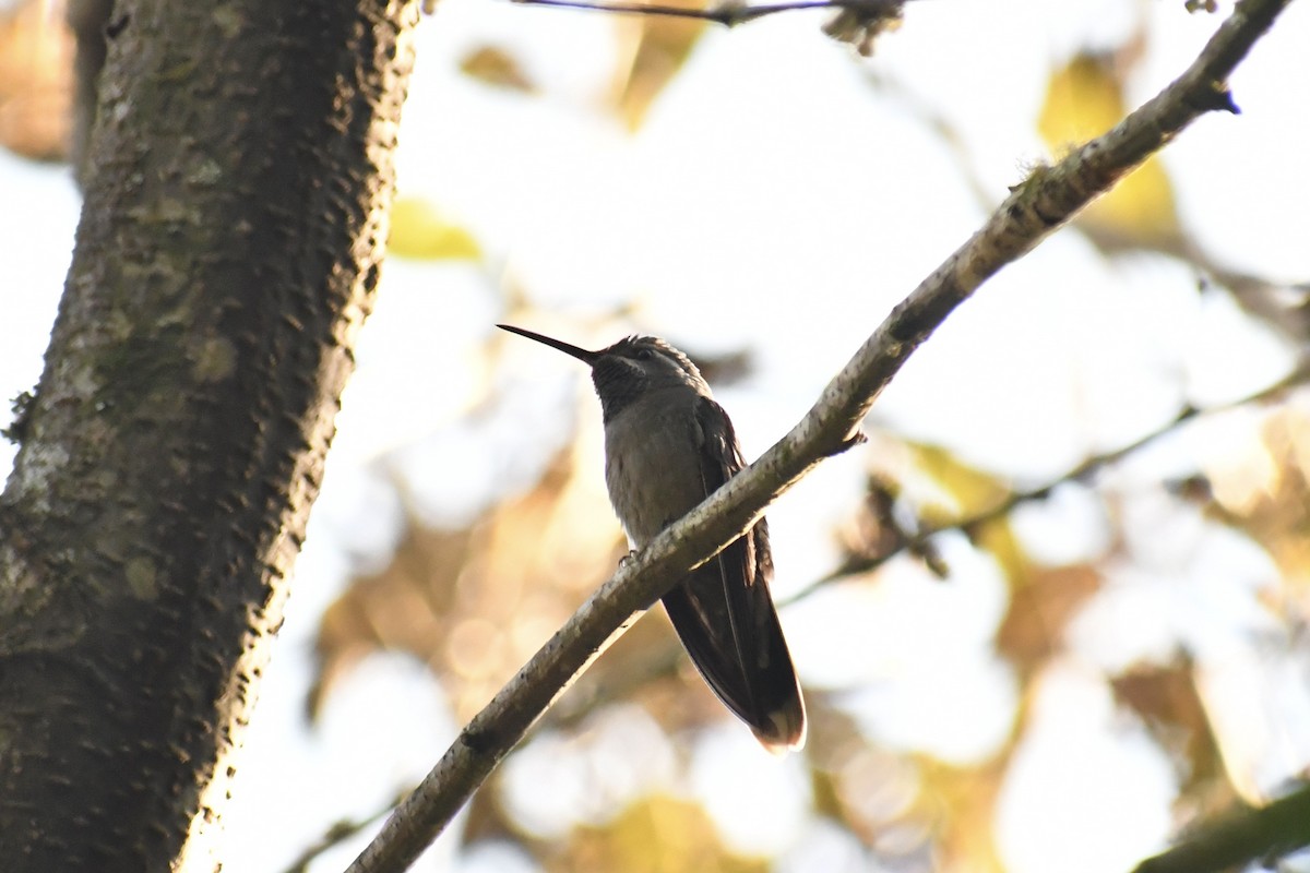 Blue-throated Mountain-gem - ML628644840