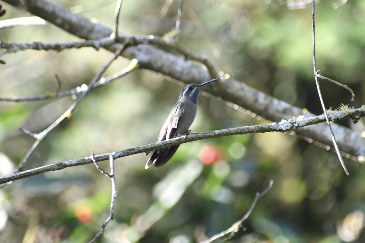 Blue-throated Mountain-gem - ML628644845