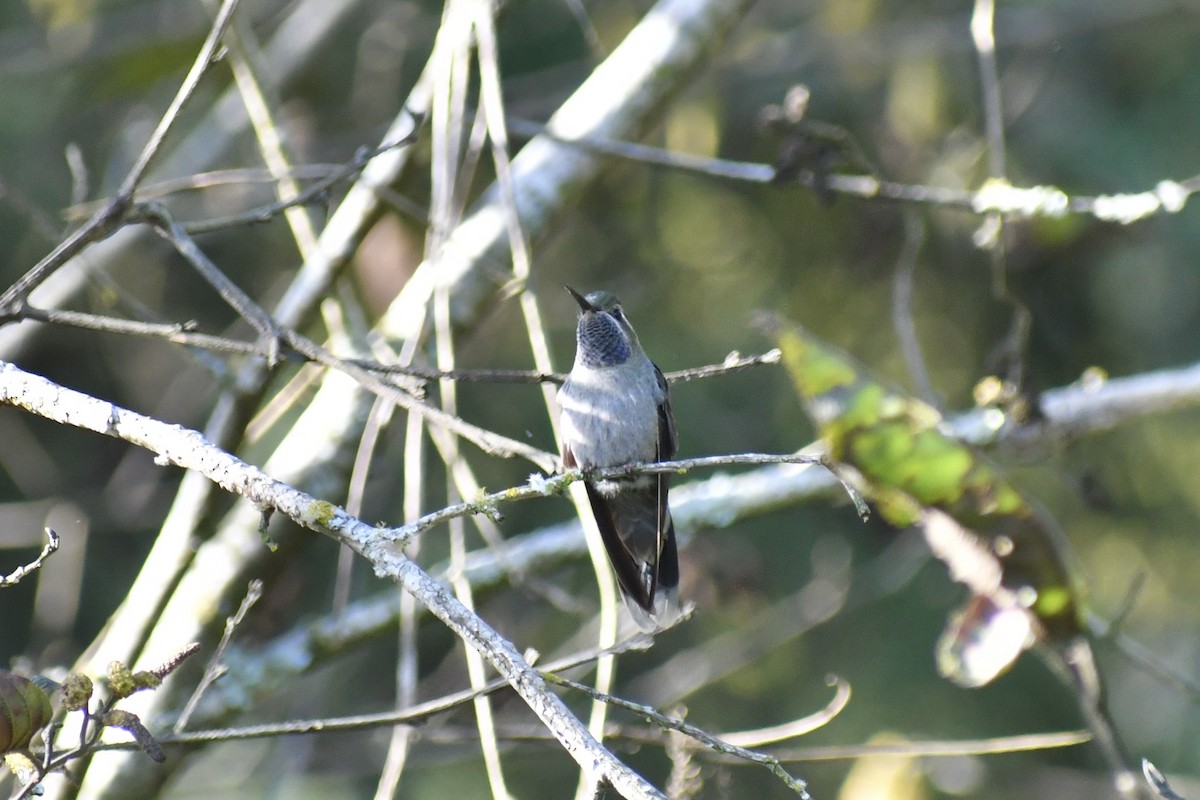 Blue-throated Mountain-gem - ML628644846