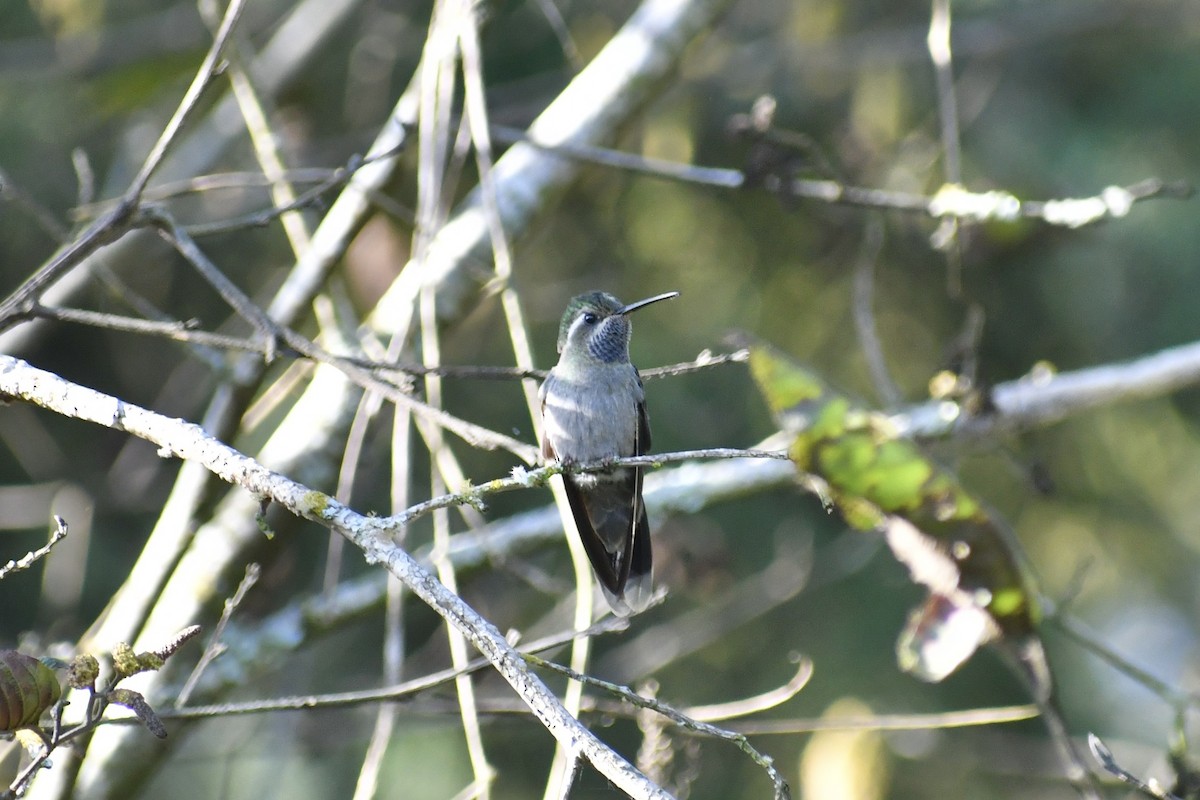 Blue-throated Mountain-gem - ML628644847