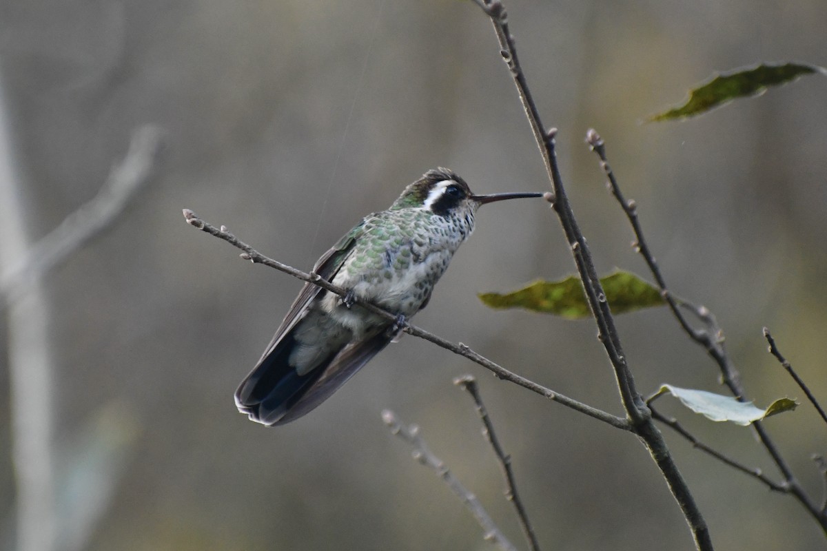 White-eared Hummingbird - ML628644854