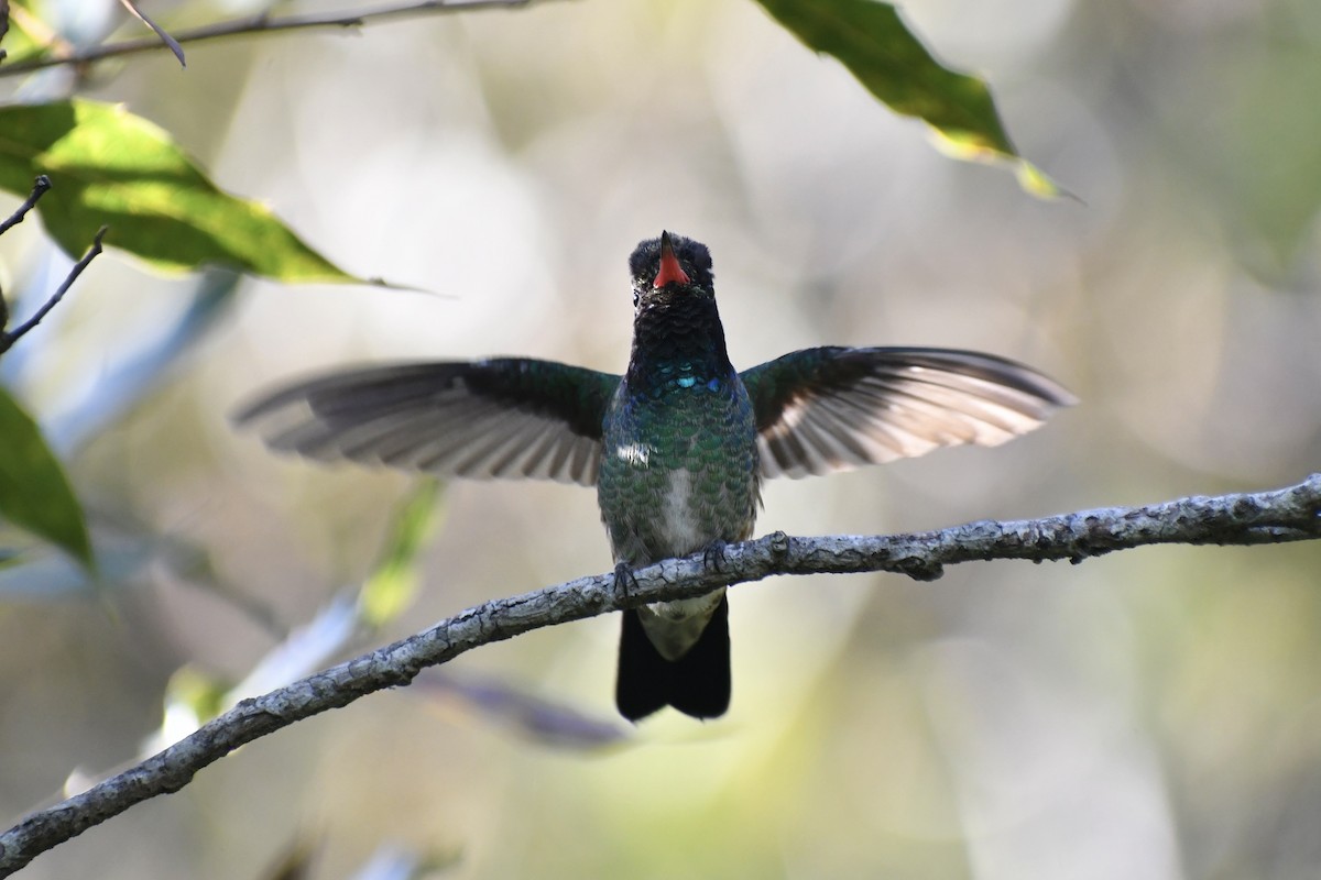 White-eared Hummingbird - ML628644859