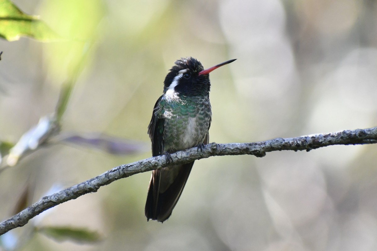 White-eared Hummingbird - ML628644870
