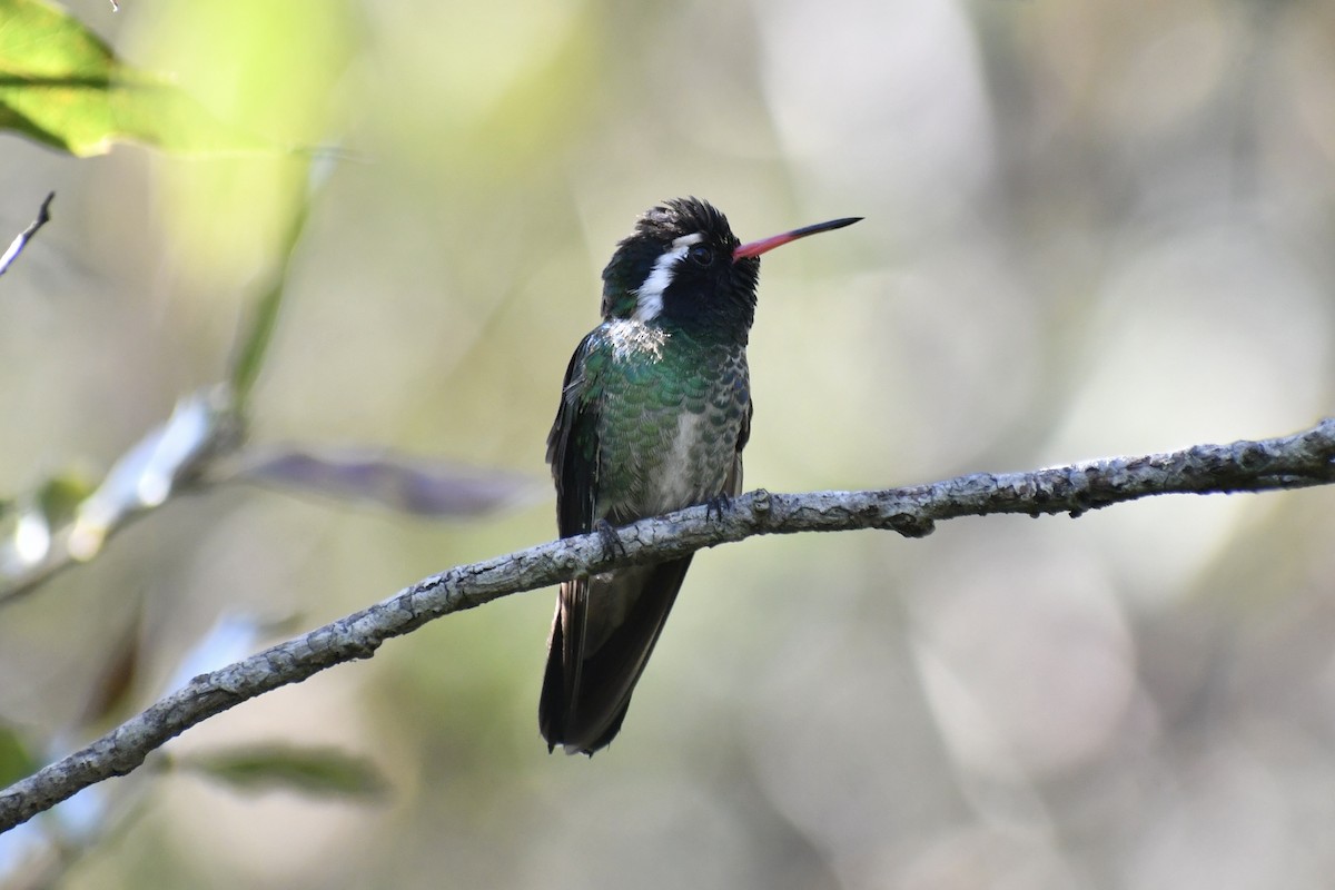 White-eared Hummingbird - ML628644871