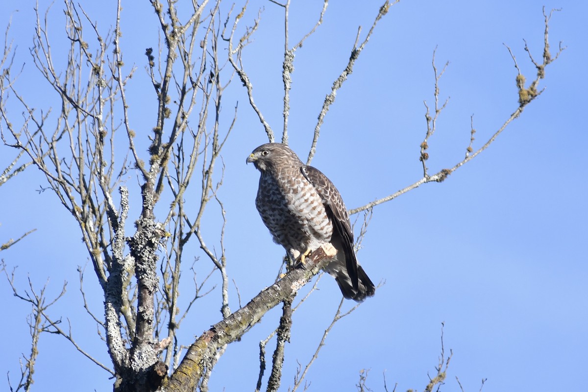 Broad-winged Hawk (Northern) - ML628644875
