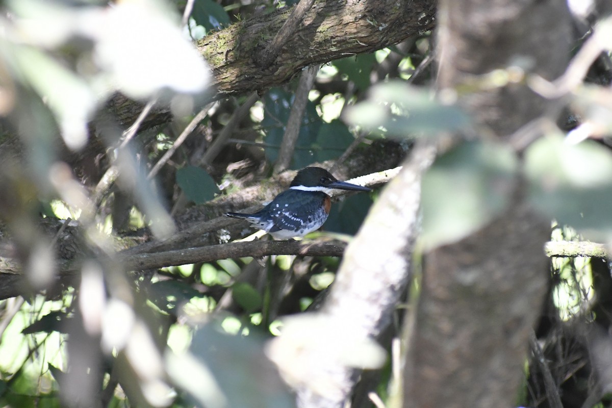 Green Kingfisher - ML628644883
