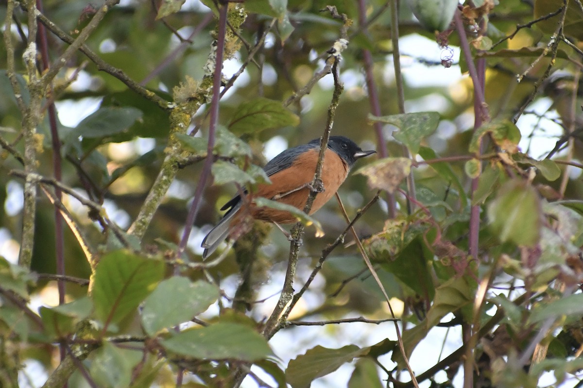 Cinnamon-bellied Flowerpiercer - ML628644902