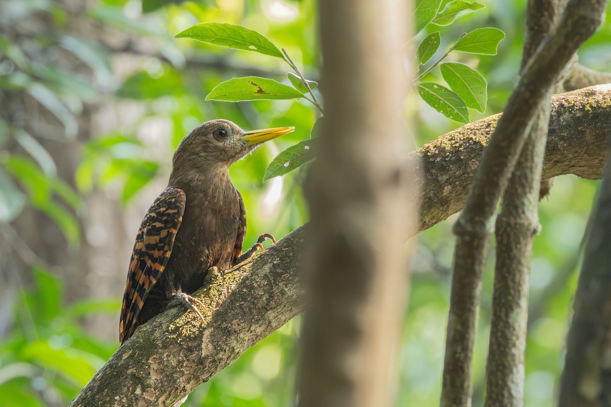 Bay Woodpecker - ML628645008