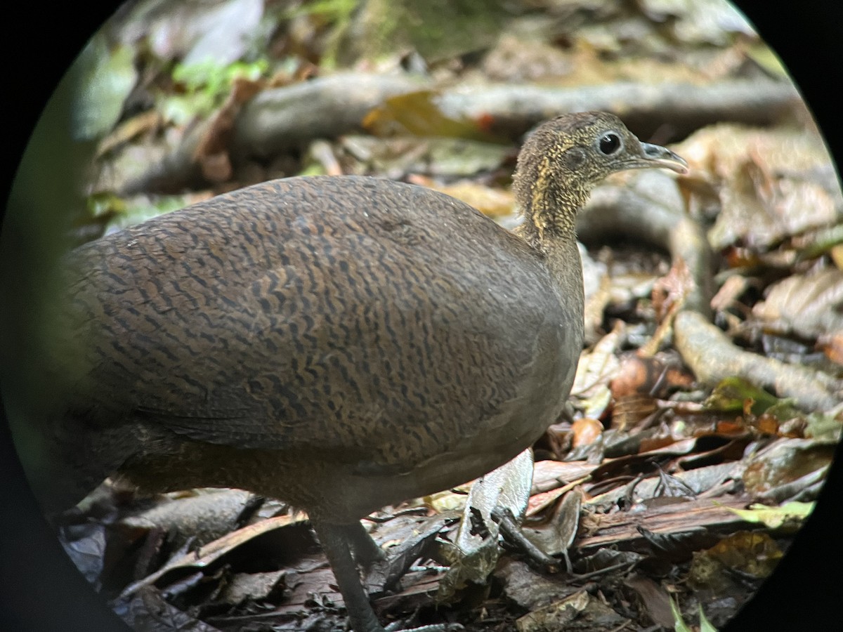 Solitary Tinamou - ML628645017