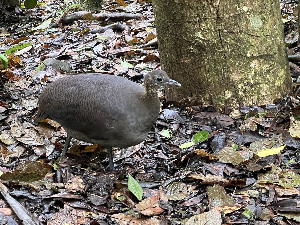 Solitary Tinamou - ML628645018