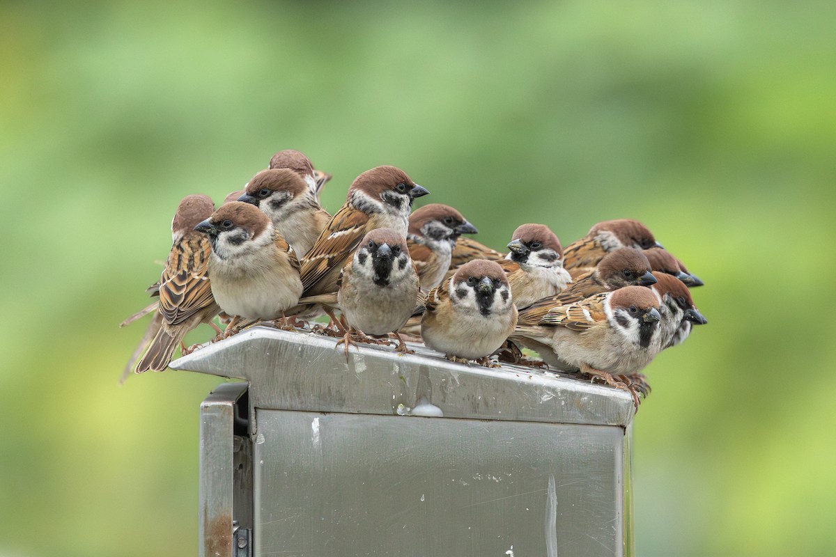 Eurasian Tree Sparrow - ML628645044