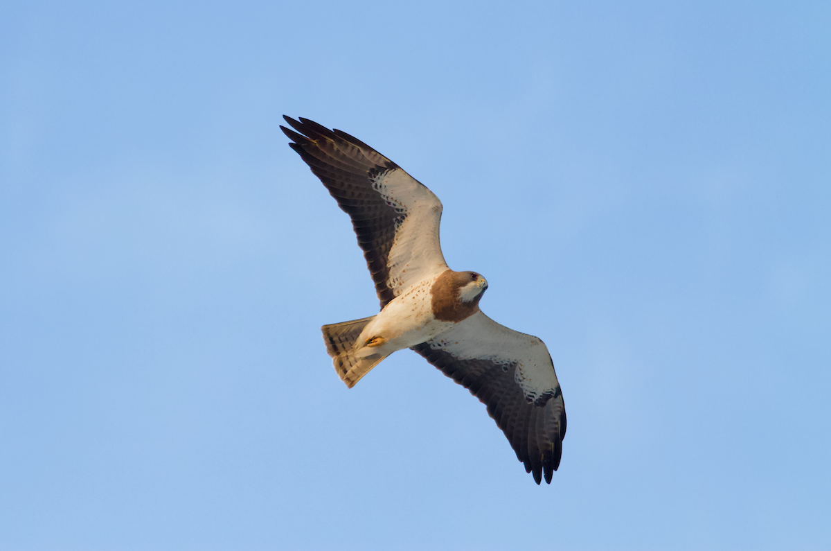 Swainson's Hawk - ML628645050