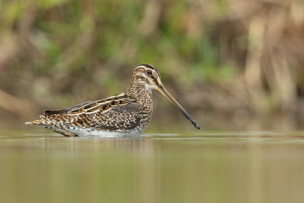 Common Snipe - ML628645172
