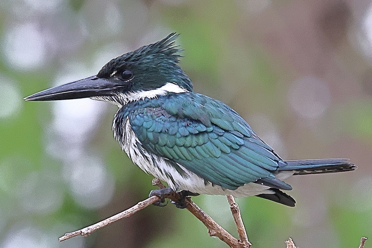 Martín Pescador Amazónico - ML628645374