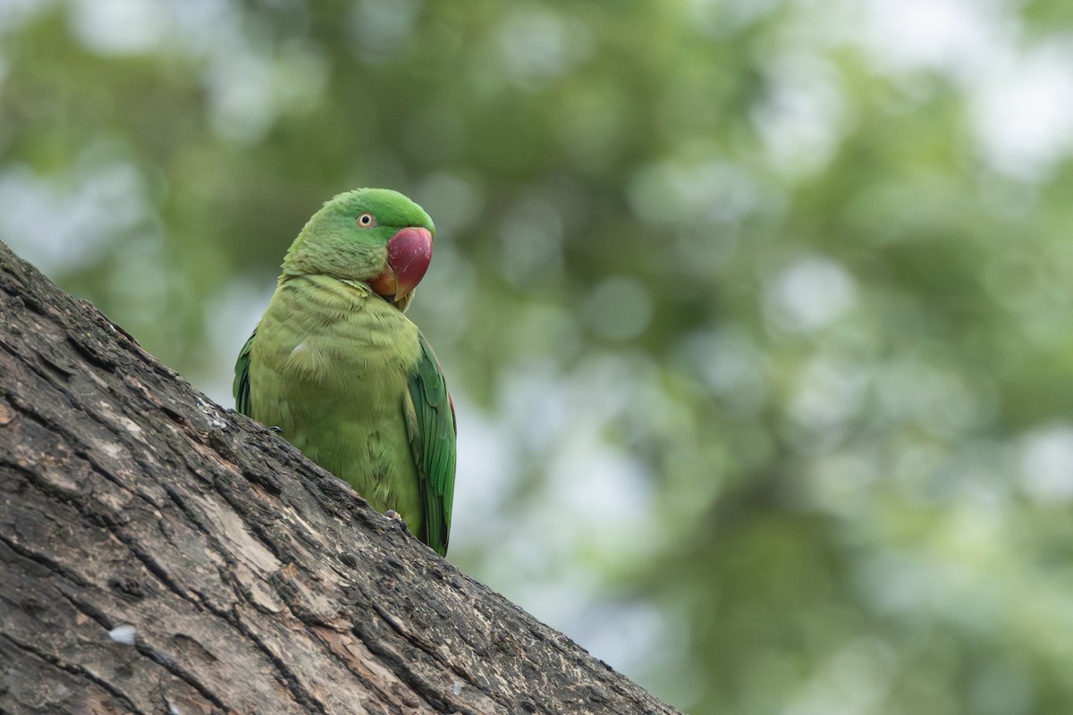 Alexandrine Parakeet - Ian Mo