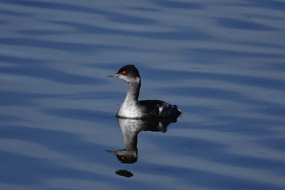 Eared Grebe - ML628645430