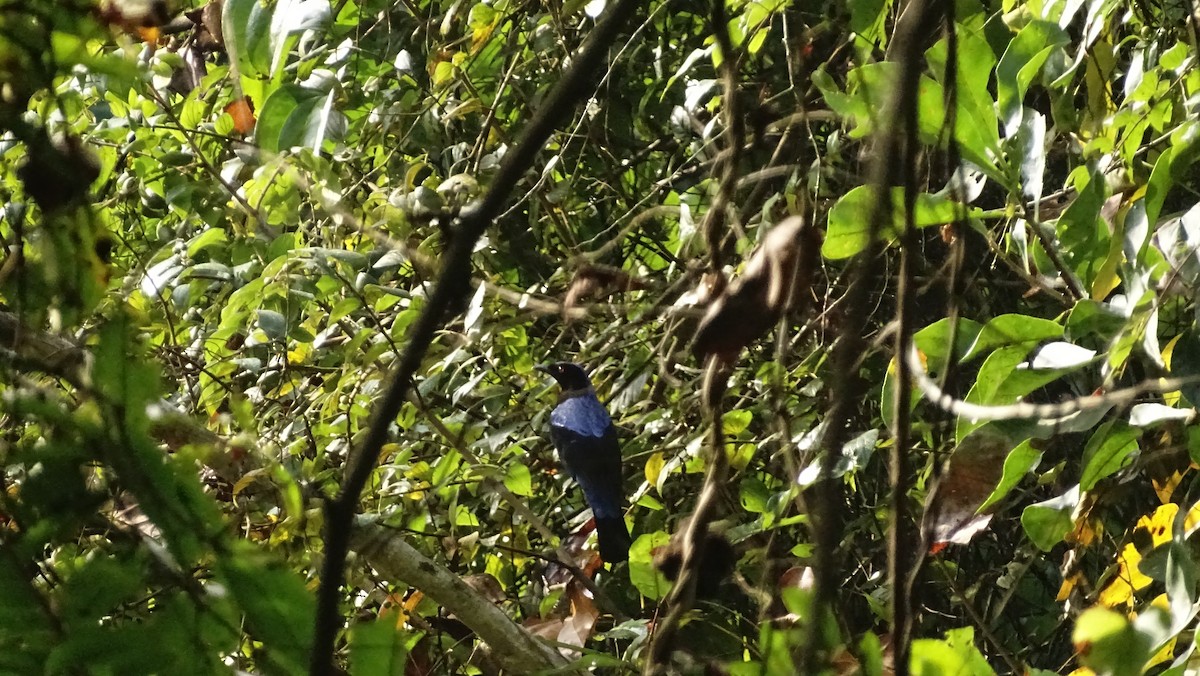 Asian Fairy-bluebird - ML628645723