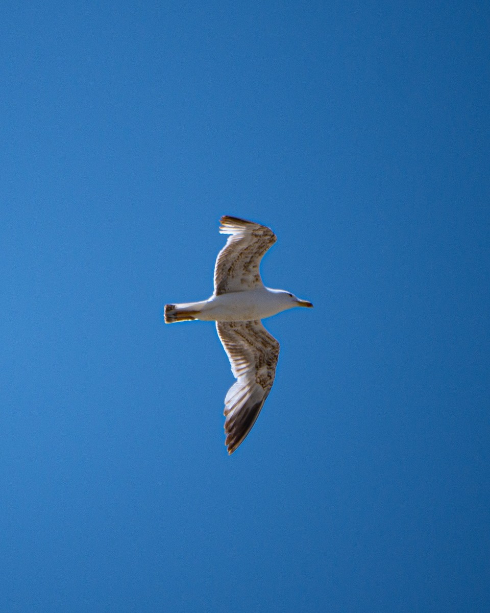 Yellow-legged Gull - ML628645733