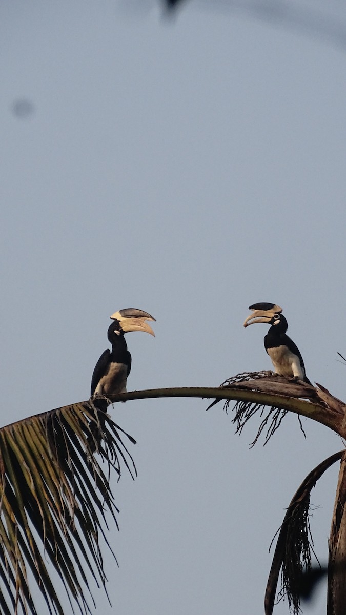 Malabar Pied-Hornbill - ML628645820