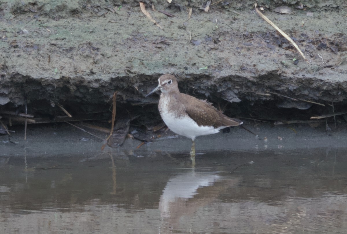 Solitary Sandpiper - ML628645867