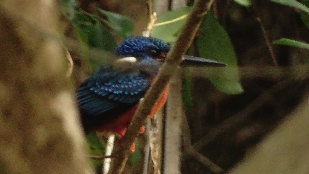 Blue-eared Kingfisher - ML628645874