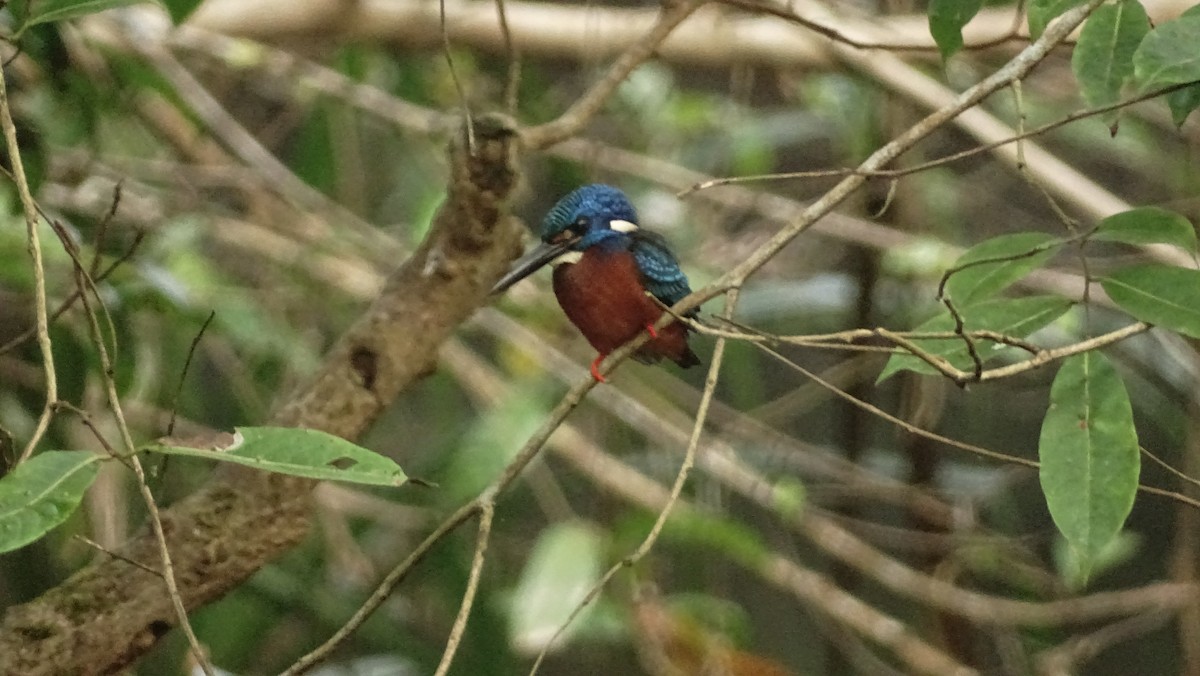 Blue-eared Kingfisher - ML628645875