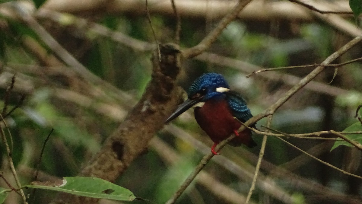 Blue-eared Kingfisher - ML628645876