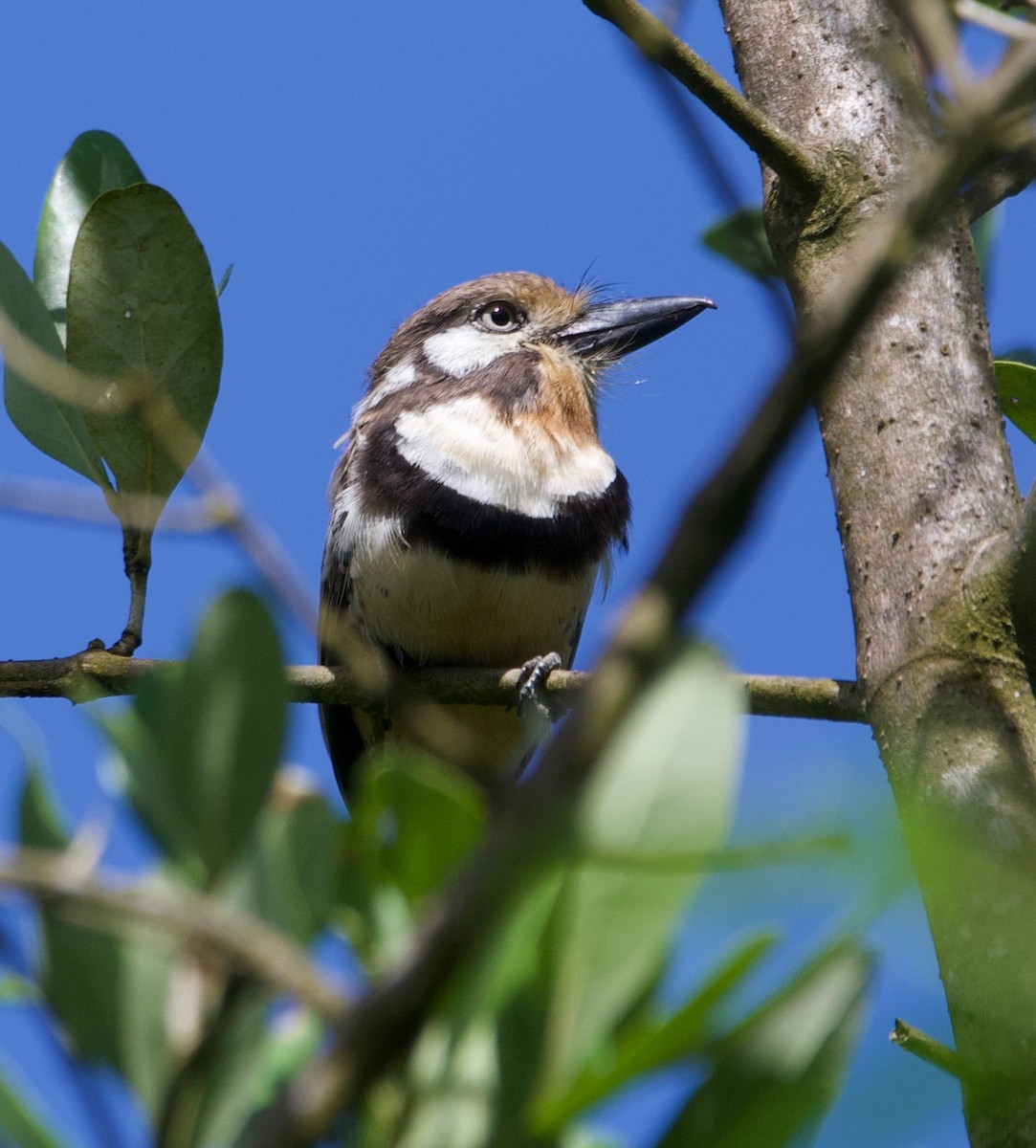 Russet-throated Puffbird - ML628645968