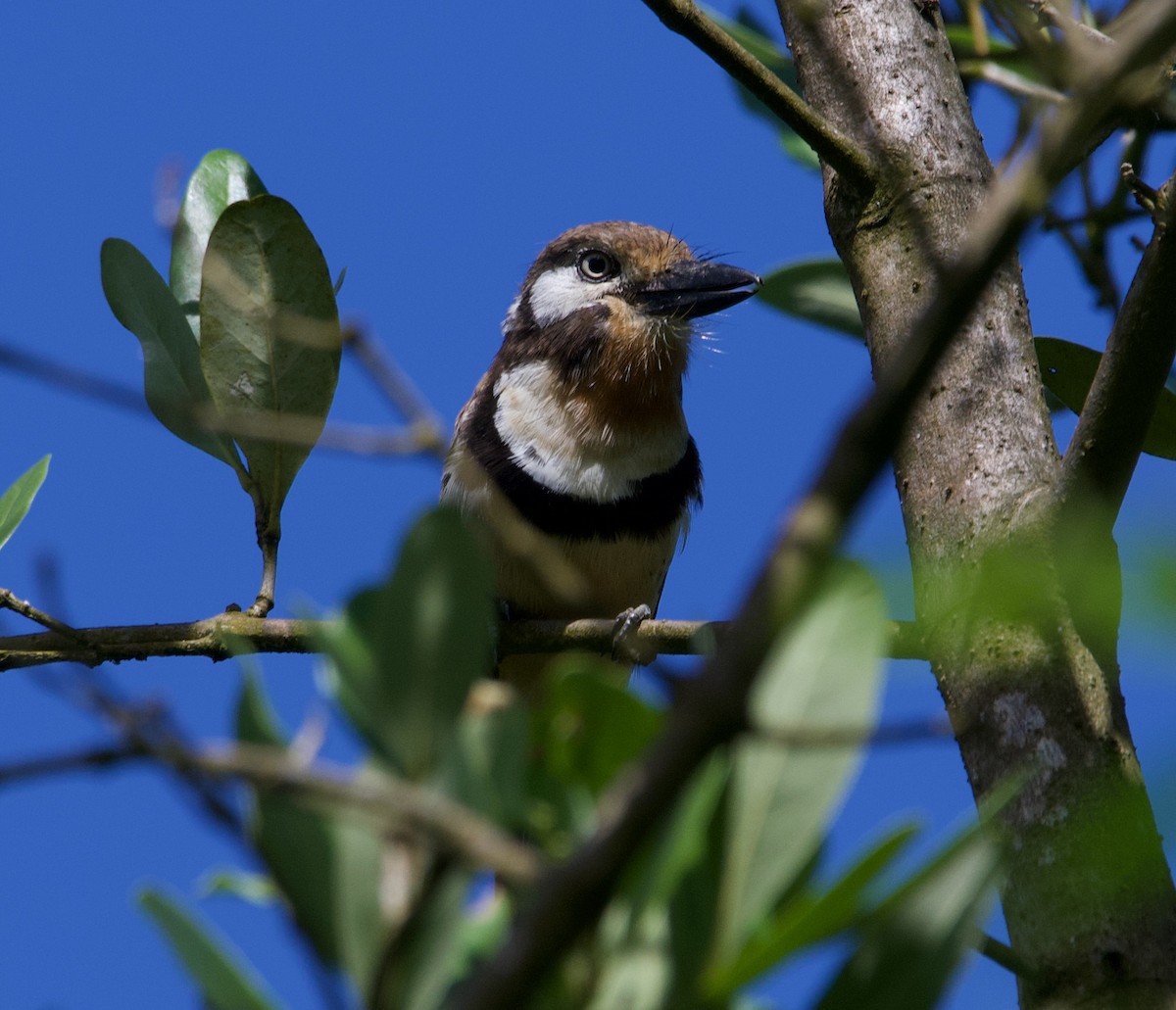 Russet-throated Puffbird - ML628645973