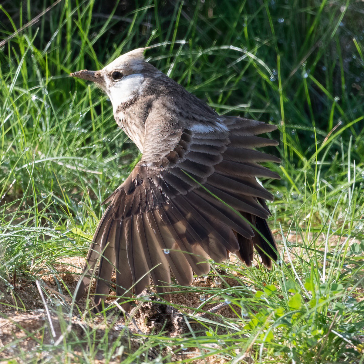 Cochevis huppé - ML628645999