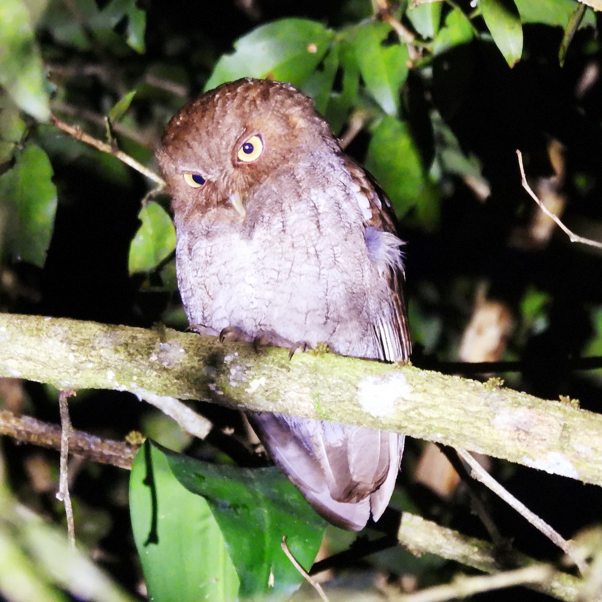 Puntarenas Screech-Owl (undescribed form) - ML628646029