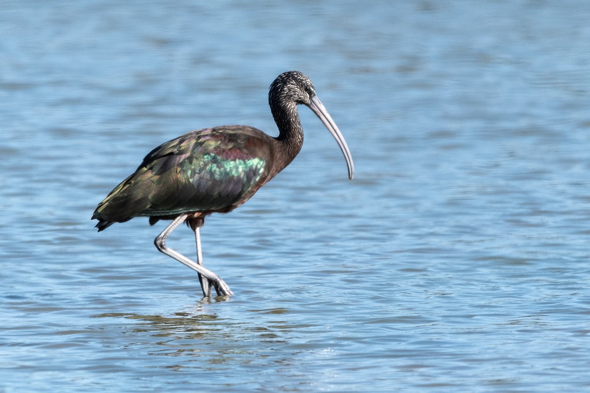 Ibis falcinelle - ML628646180