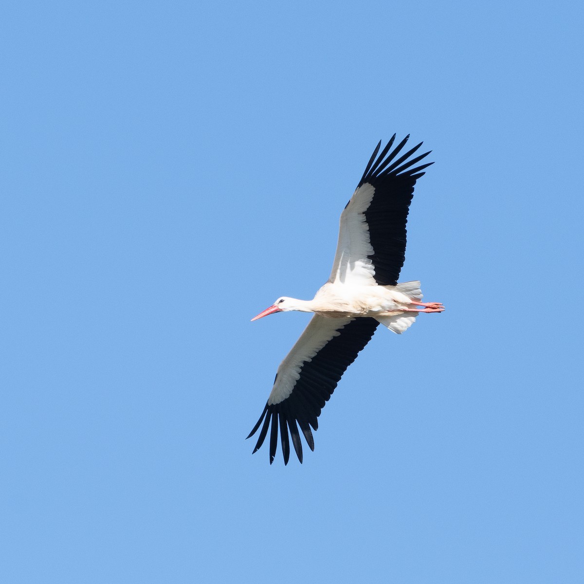 Cigogne blanche - ML628646390